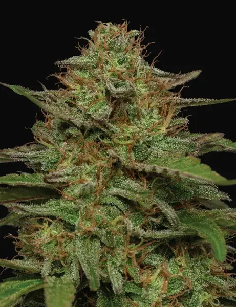 Strawberry Cheesecake Auto