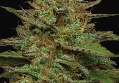 Strawberry Cheesecake