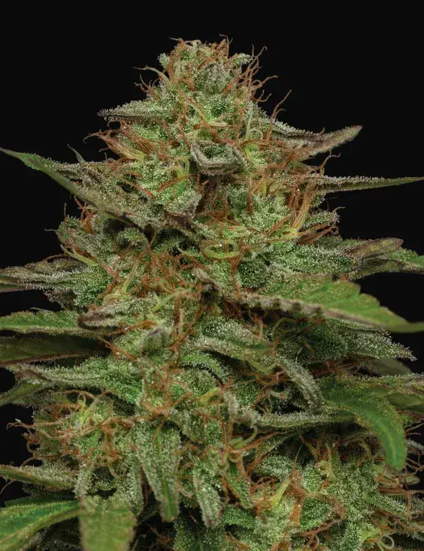 Strawberry Cheesecake