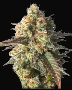 Strawberry Chemdawg OG