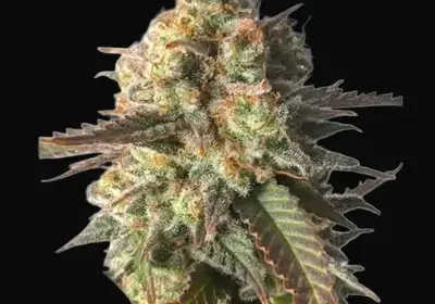 Strawberry Chemdawg OG