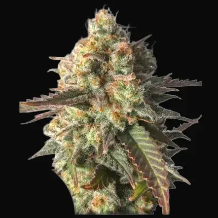 Strawberry Chemdawg OG