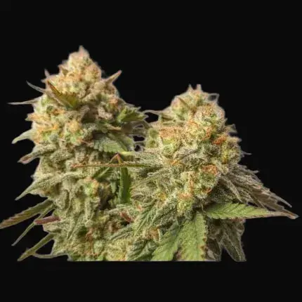 Strawberry Chemdawg OG — zdjęcie 2