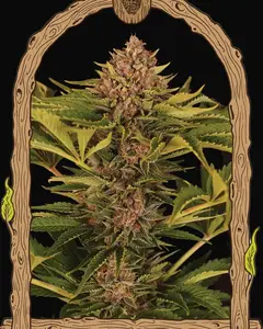 Strawberry Cola Auto