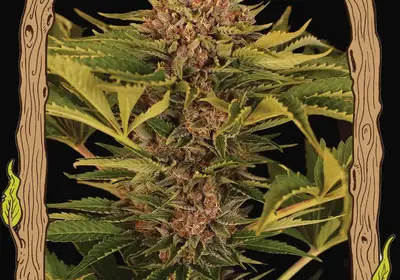 Strawberry Cola Auto