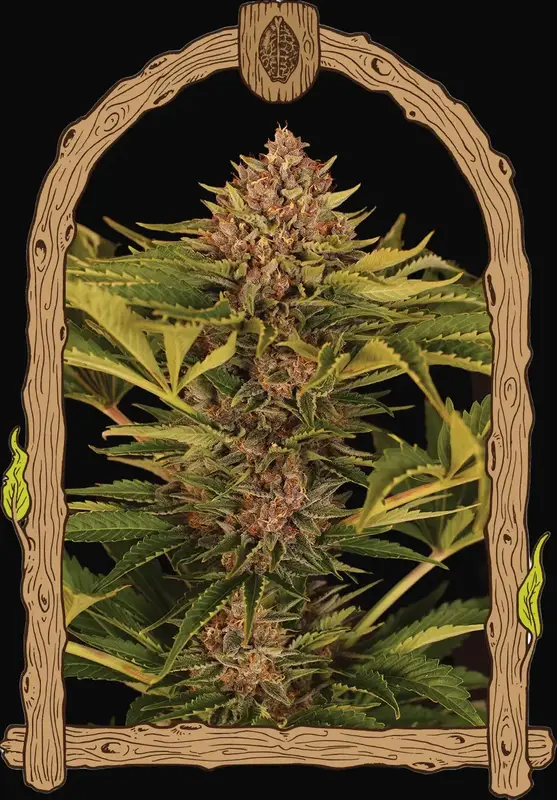 Strawberry Cola Auto