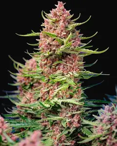 Strawberry Cola Sherbet F1 Fast Version