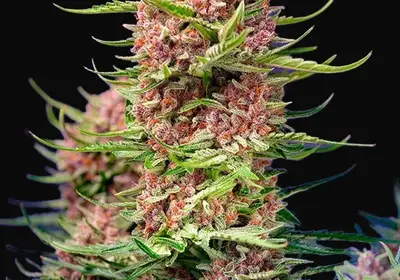 Strawberry Cola Sherbet F1 Fast Version