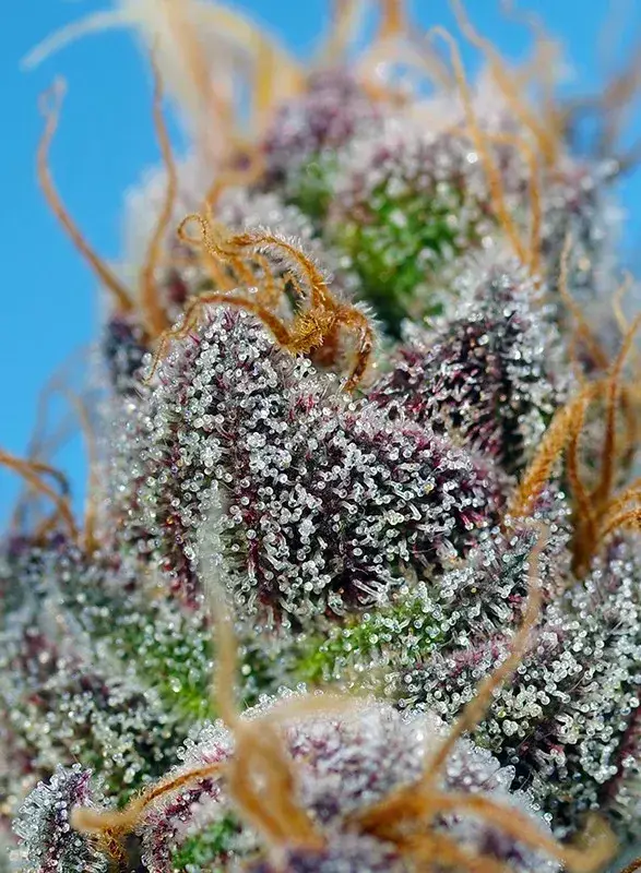 Strawberry Cola Sherbet F1 Fast Version — zdjęcie 3