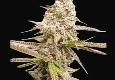 Strawberry Cookies