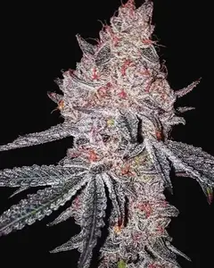 Strawberry Cookies OG R1