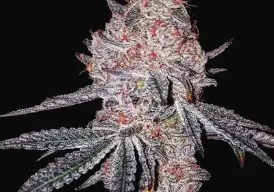 Strawberry Cookies OG R1