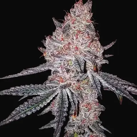 Strawberry Cookies OG R1