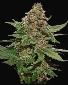 Strawberry Cough