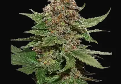 Strawberry Cough