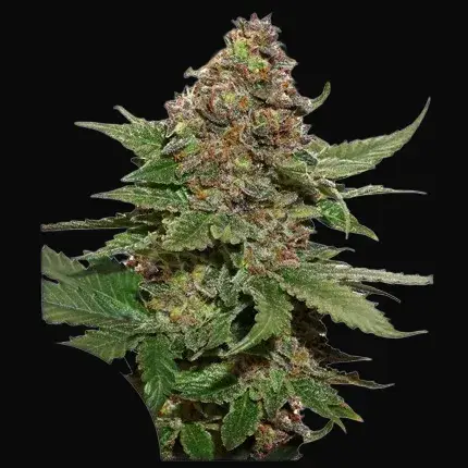 Strawberry Cough