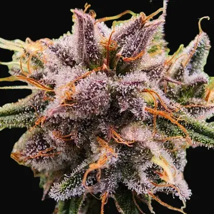 Strawberry Cough — zdjęcie 2