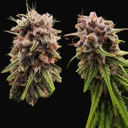 Strawberry Cough — zdjęcie 4