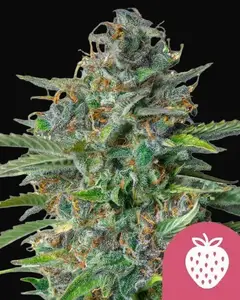 Strawberry Cough