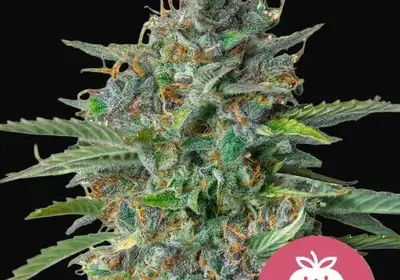 Strawberry Cough