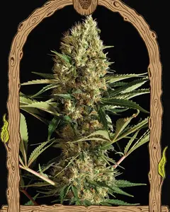 Strawberry Cube Auto