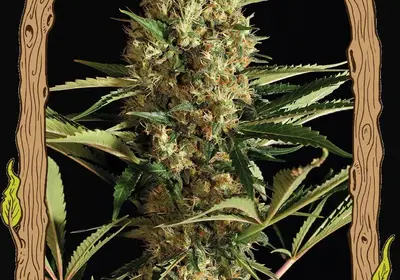 Strawberry Cube Auto