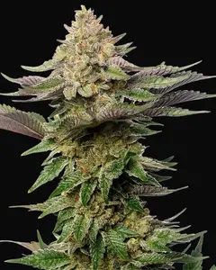 Strawberry Glue