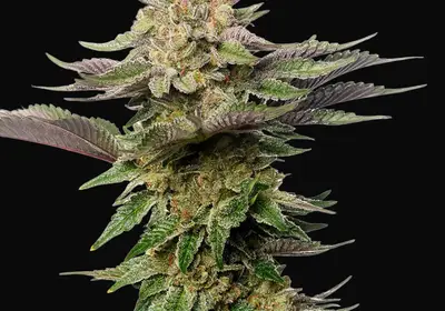 Strawberry Glue