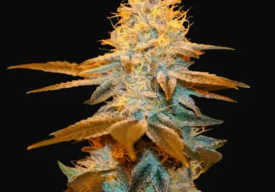 Strawberry Glue