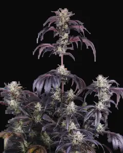 Strawberry Gorilla Auto RF3