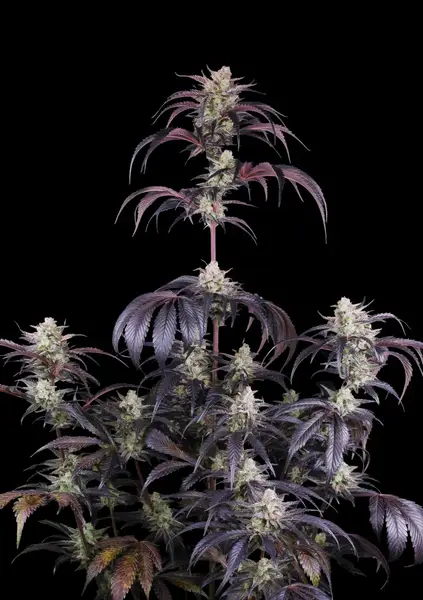Strawberry Gorilla Auto RF3