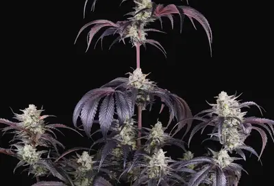 Strawberry Gorilla Auto RF3