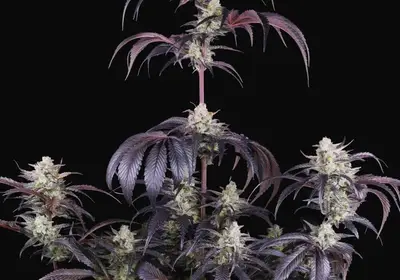 Strawberry Gorilla Auto RF3