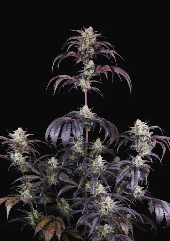Strawberry Gorilla Auto RF3
