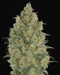 Strawberry Gum