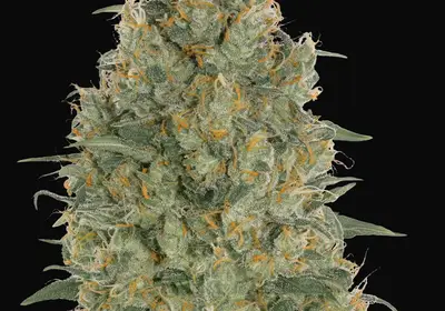 Strawberry Gum