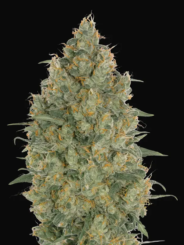 Strawberry Gum