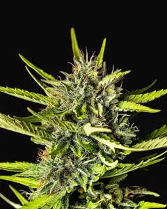Strawberry Haze Auto