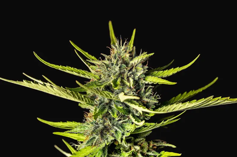 Strawberry Haze Auto