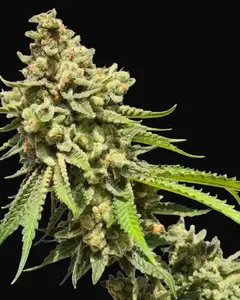 Strawberry Haze Auto