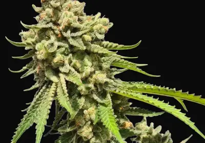 Strawberry Haze Auto
