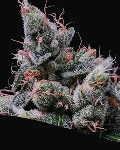 Strawberry Kush