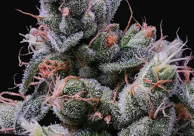 Strawberry Kush