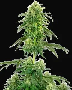 Strawberry Kush Feminized