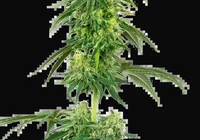 Strawberry Kush Feminized