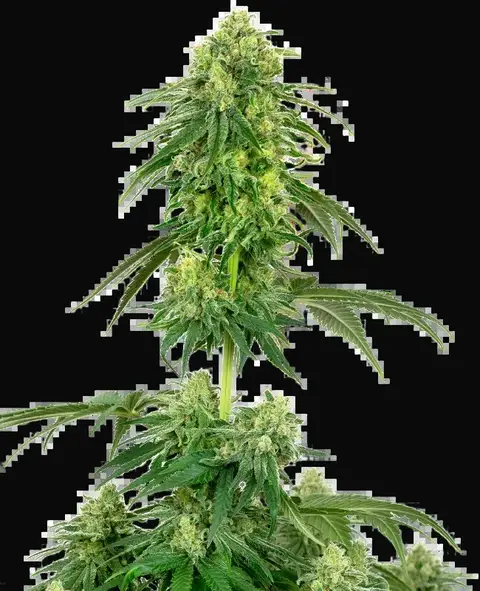 Strawberry Kush Feminized
