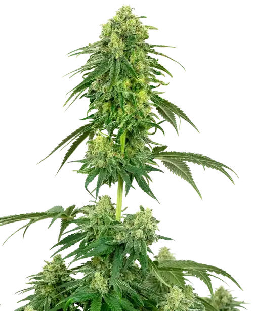 Strawberry Kush Feminized
