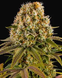 Strawberry Lemonade