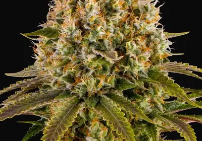 Strawberry Lemonade