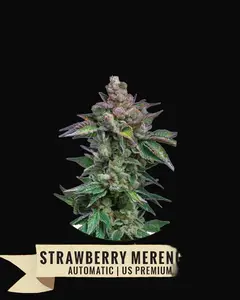 Strawberry Merengue Auto